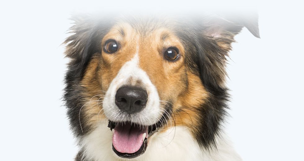 happy scotch collie dog looking at camera