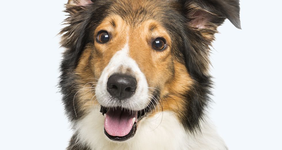 happy scotch collie dog looking at camera