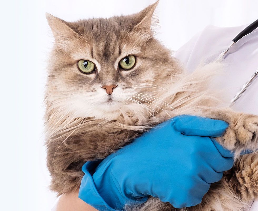 longhaired cat in hands of vet